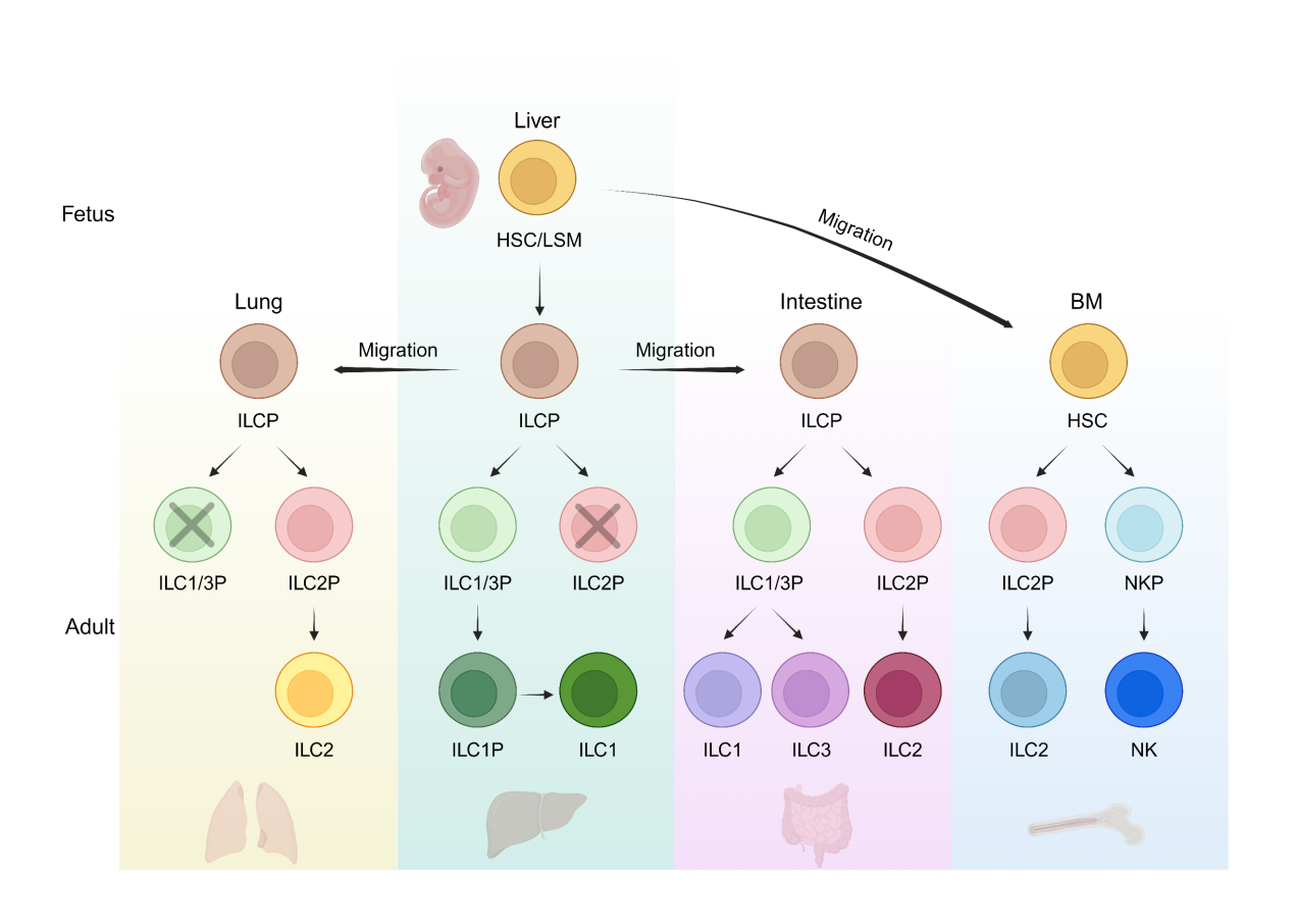中國科大揭示固有淋巴細(xì)胞胚胎起源