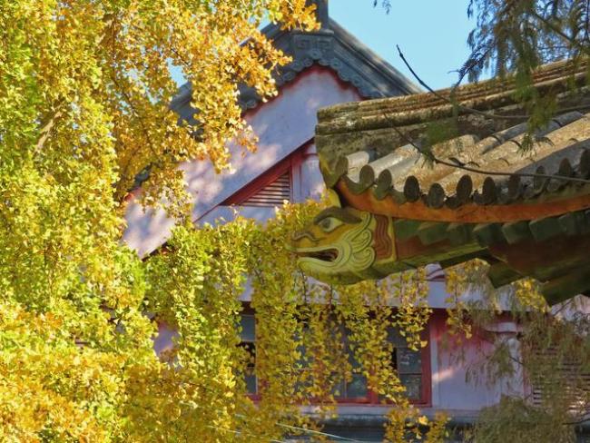 211大學招聘沒編制，兩個女生找不到工作，護理學本科不好就業？